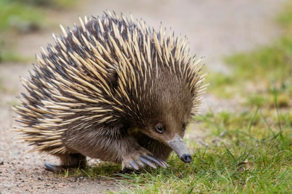 Echidna (Tachyglossidae)