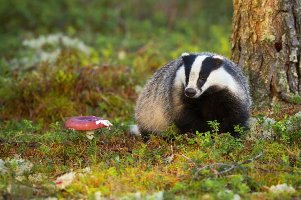 Shy european badger with puffy fur standing beside the fly agaric in the forest