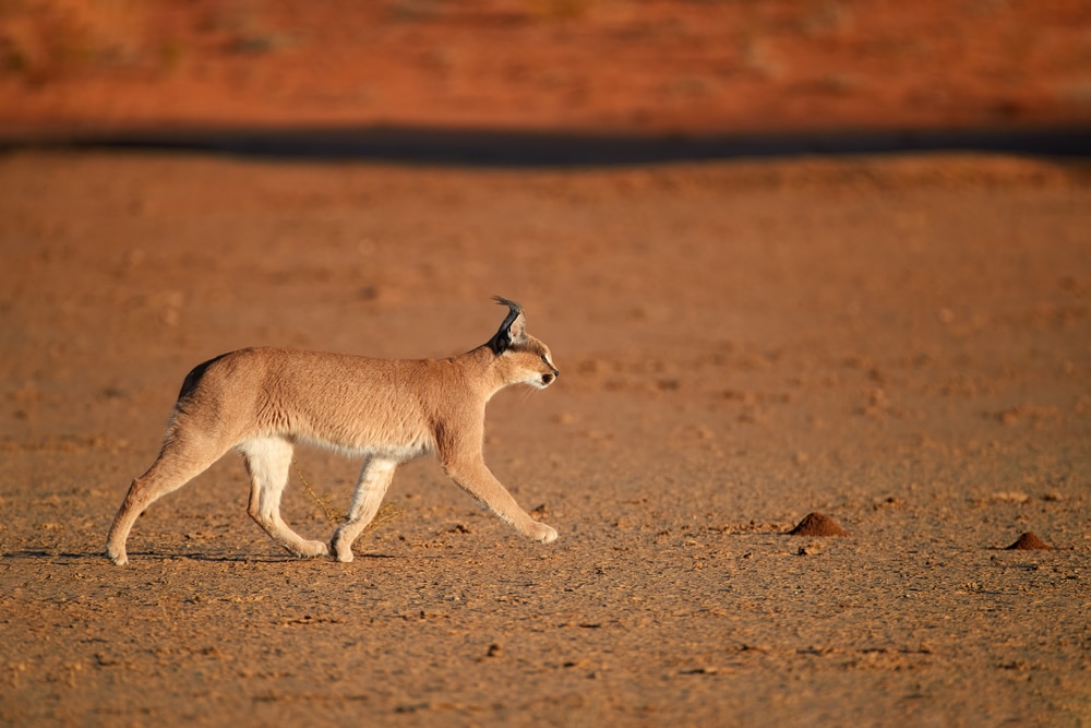 Close,Up,,Wild,Caracal,,Side,View,On,Walking,Desert,Lynx
