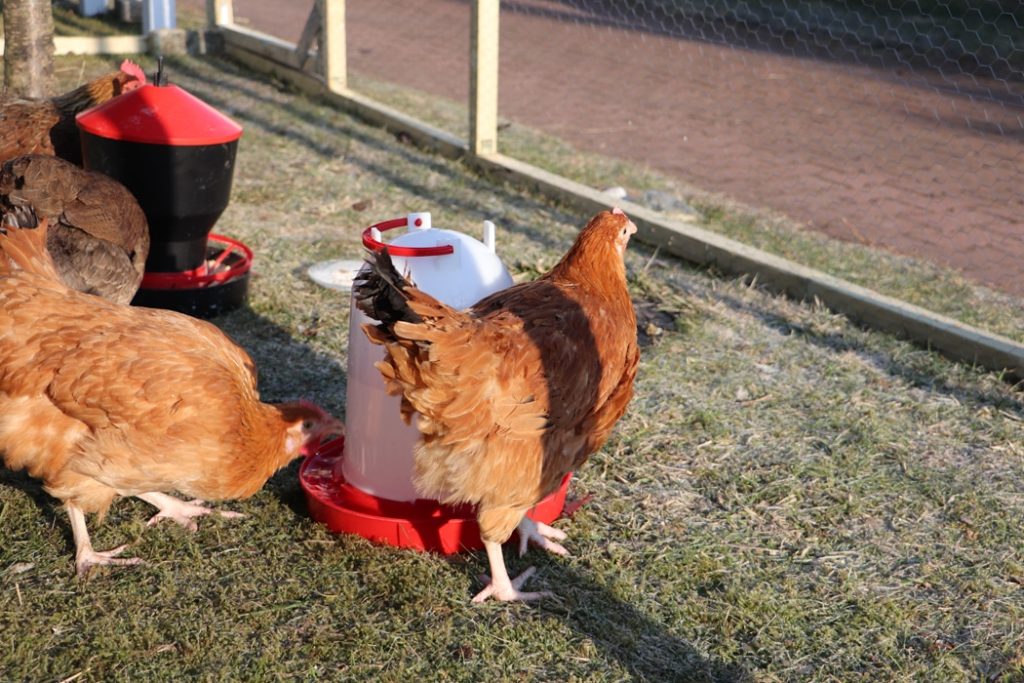 The,Chickens,In,The,Aviary