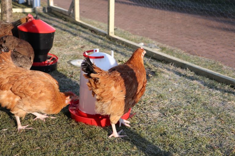 The,Chickens,In,The,Aviary