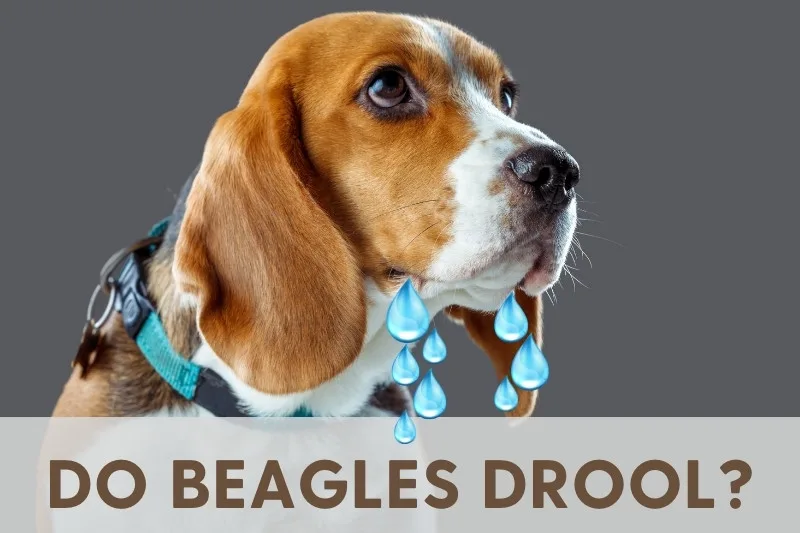 do-beagles-drool-jpg1111111111