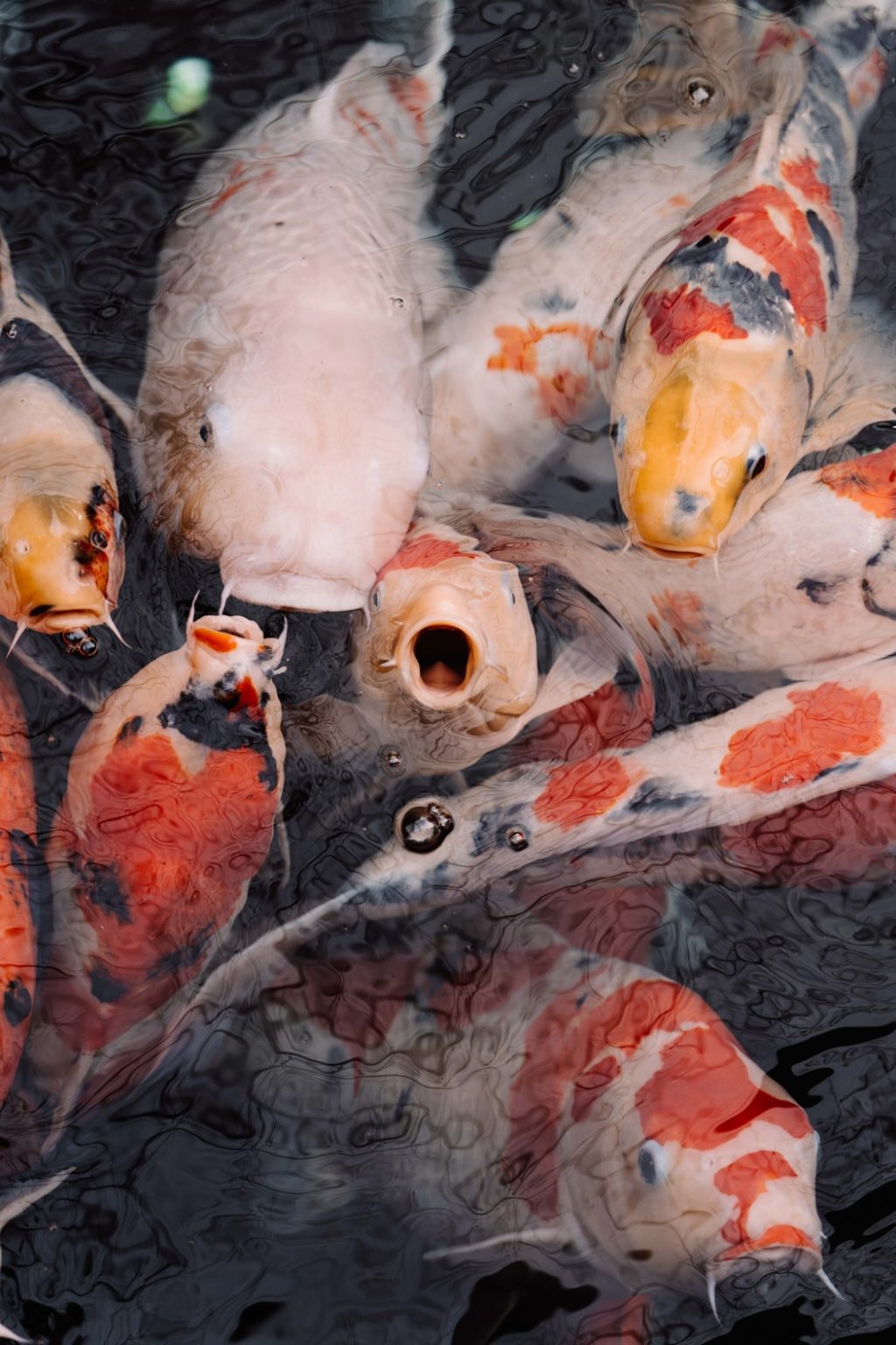 poisson-de-bassin-carpe-koi