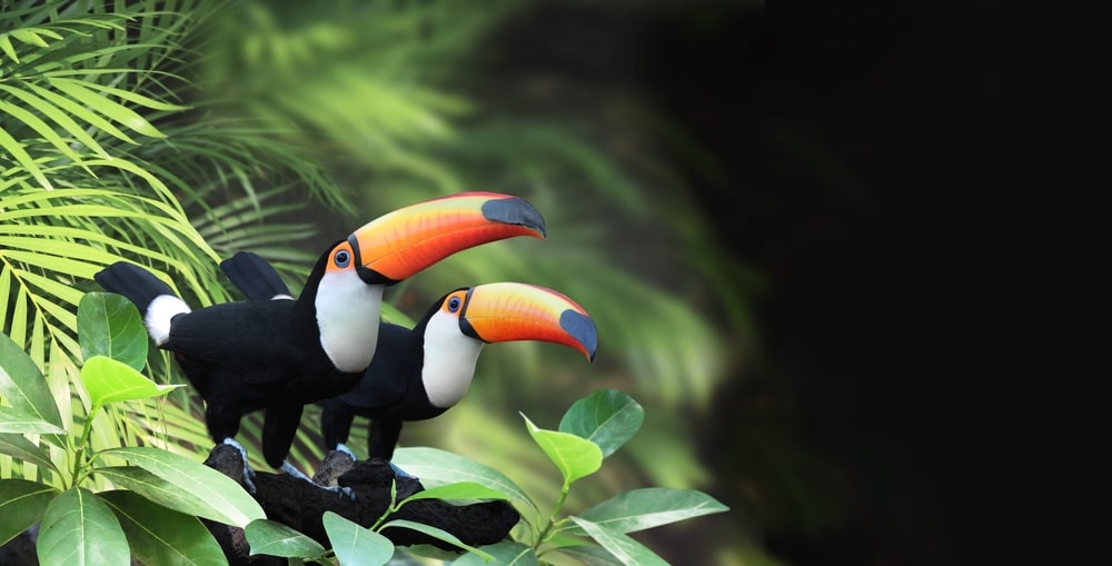 Horizontal,Banner,With,Two,Beautiful,Colorful,Toucan,Birds,(ramphastidae),On